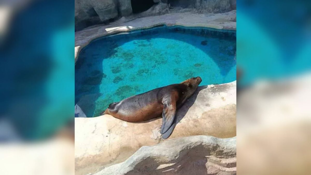 El Acuario Nacional de Cuba sufre un notable abandono por parte de las autoridades