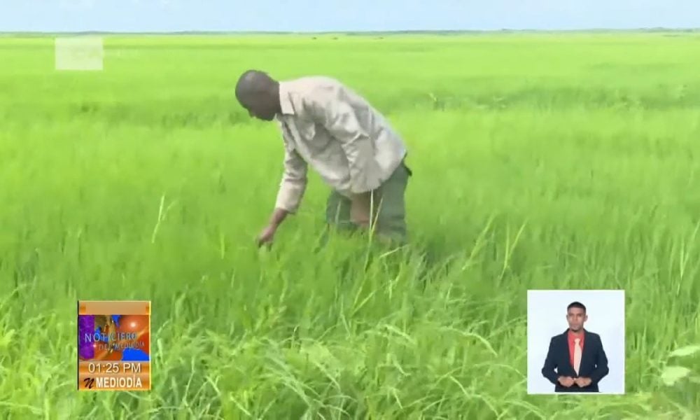 Para el año que viene prometen sembrar el doble de arroz que en 2025