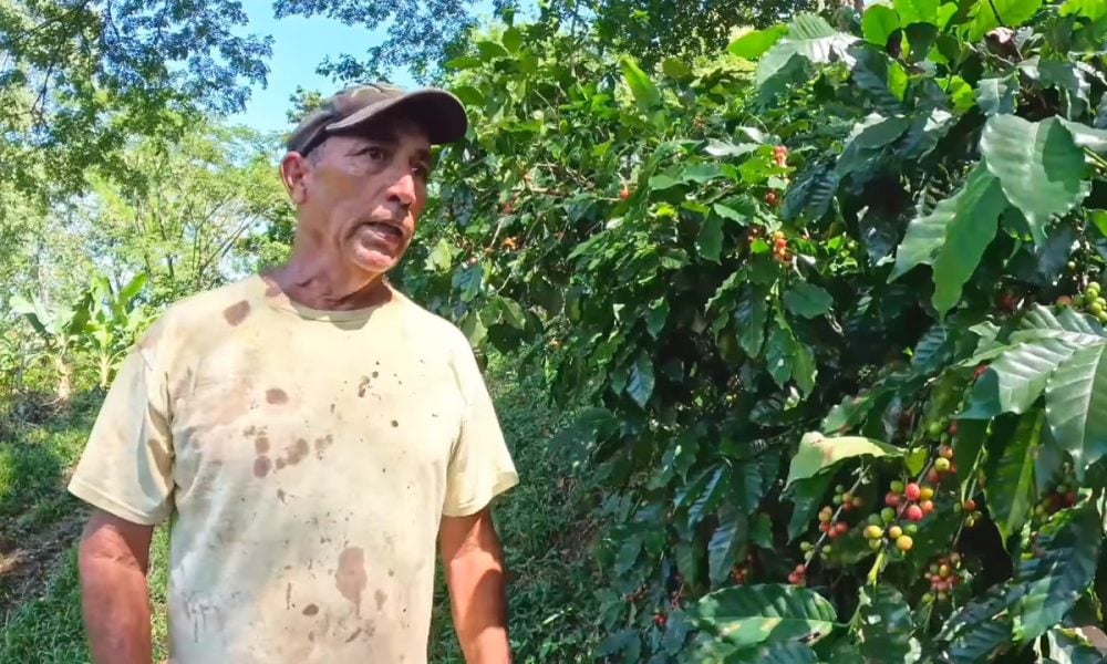 Productores cubanos de café se quejan: el Estado solo paga 500 CUP por lata