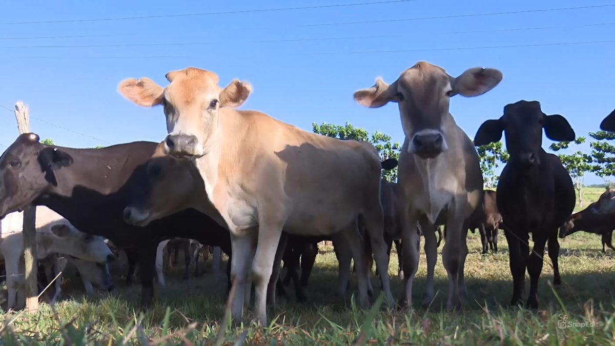 Robo de ganado en Cuba