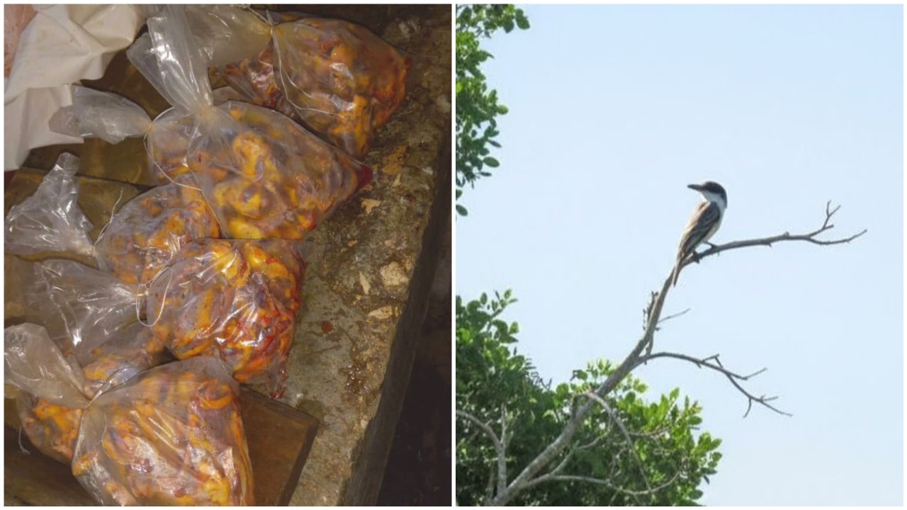 Venta de carne de pitirre a 400 CUP la libra pone en riesgo a la especie