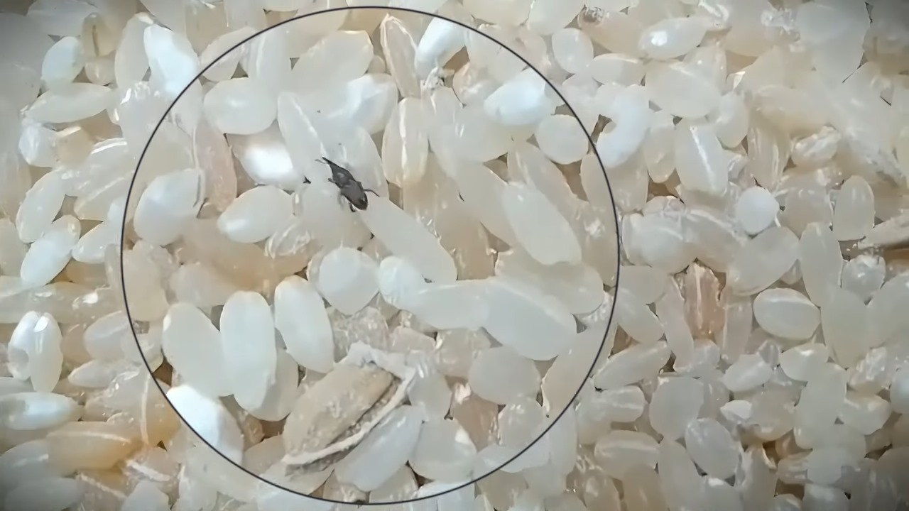 Arroz de donación para afectados del huracán Melissa tiene bichos