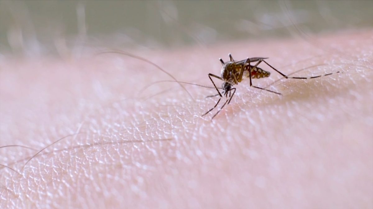 Autoridades sanitarias de Ecuador confirman dos casos de chikungunya procedentes de Cuba 1