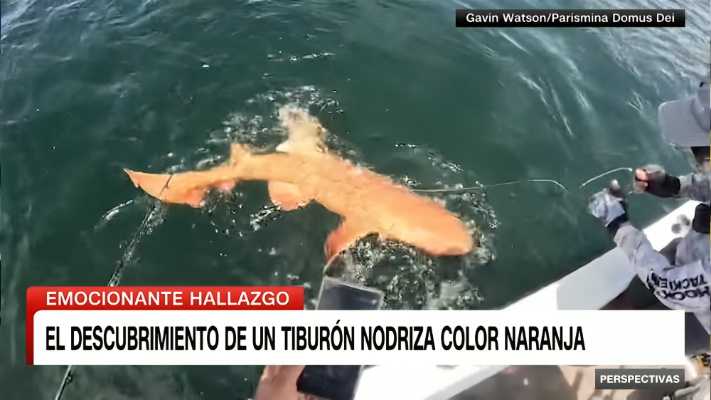 Costa Rica reporta el primer tiburón naranja del mundo