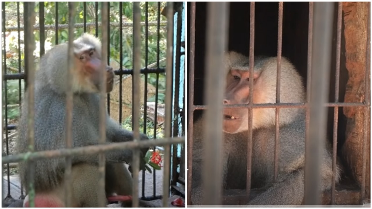 Escapa un babuino del zoo de Sancti Spíritus y se desata un operativo para capturarlo