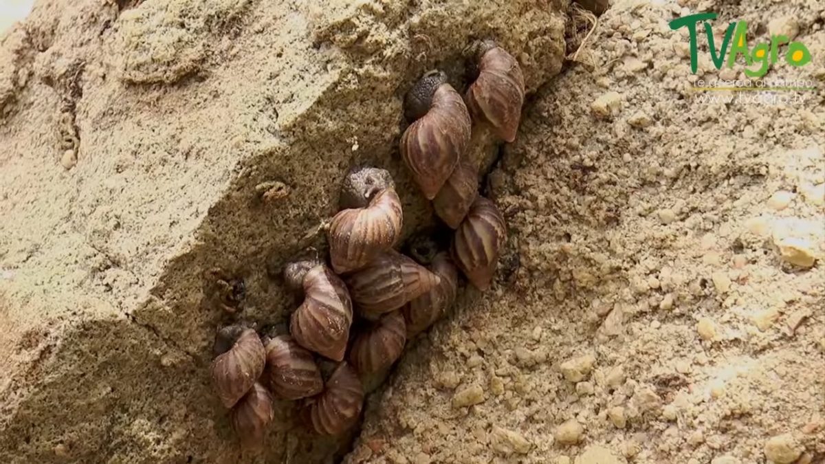La plaga del caracol gigante africano sigue incrementándose en Camagüey