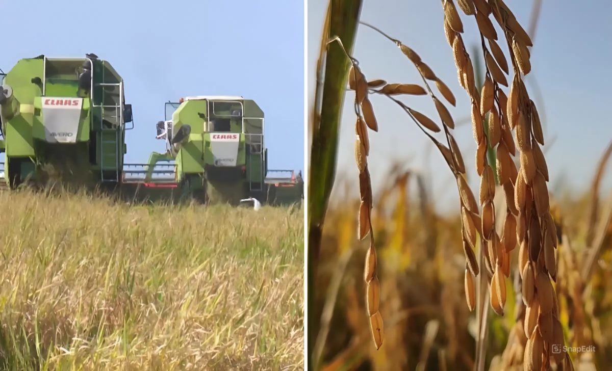 Crisis agrícola en Cuba