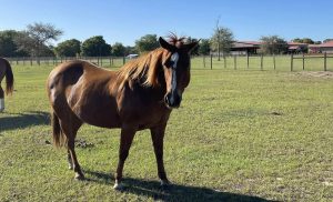 Migrante cubano detenido por robo de caballo Florida