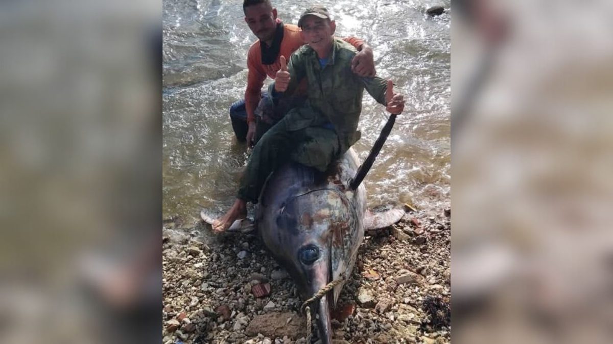 Pescadores cubanos capturan enorme Pez Emperador de más de 500 libras