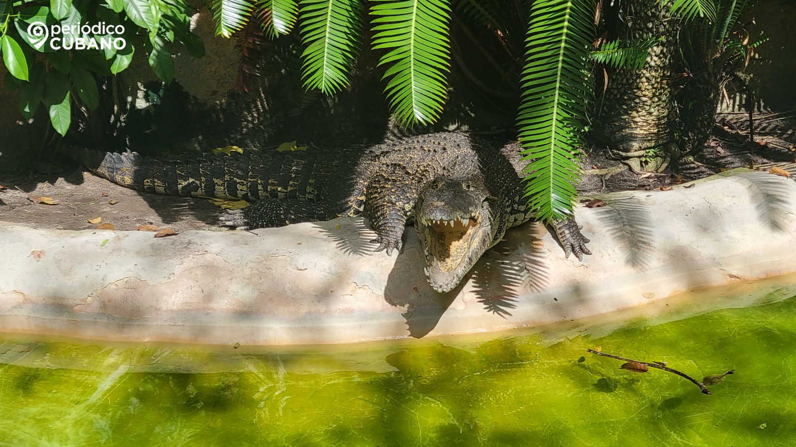 Cubanos se habrían comido al cocodrilo que escapó del zoológico de Caibarién