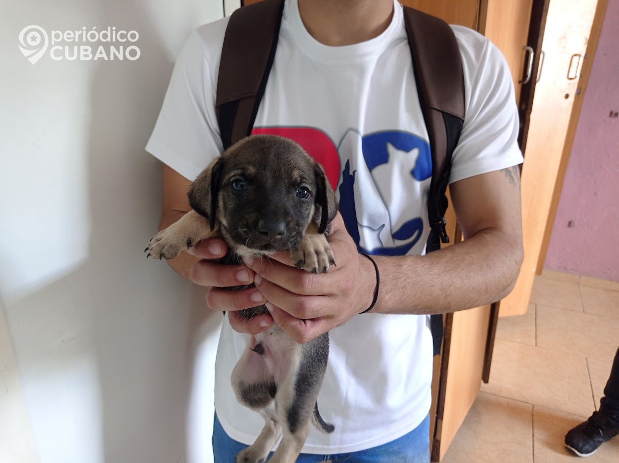 Más de 62 miembros de Bienestar Animal Cuba reciben citaciones de la seguridad del Estado