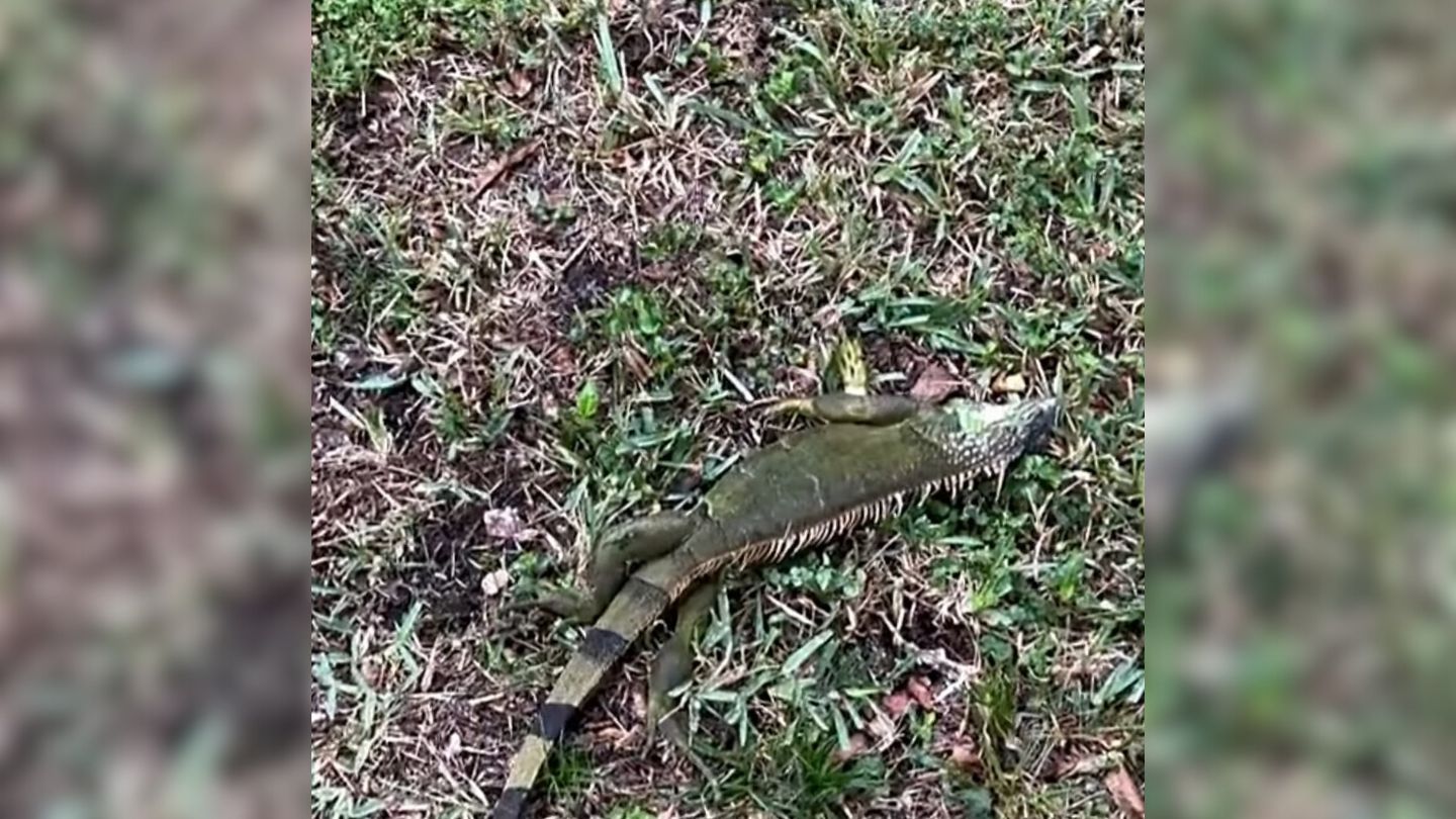 Orden ejecutiva autoriza a residentes de Florida a recoger a iguanas congeladas