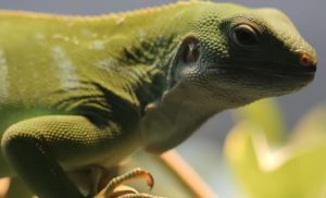 lluvia de iguanas en el frio Florida