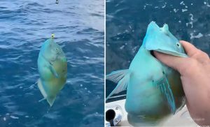 pesca ilegal de pez loro azul