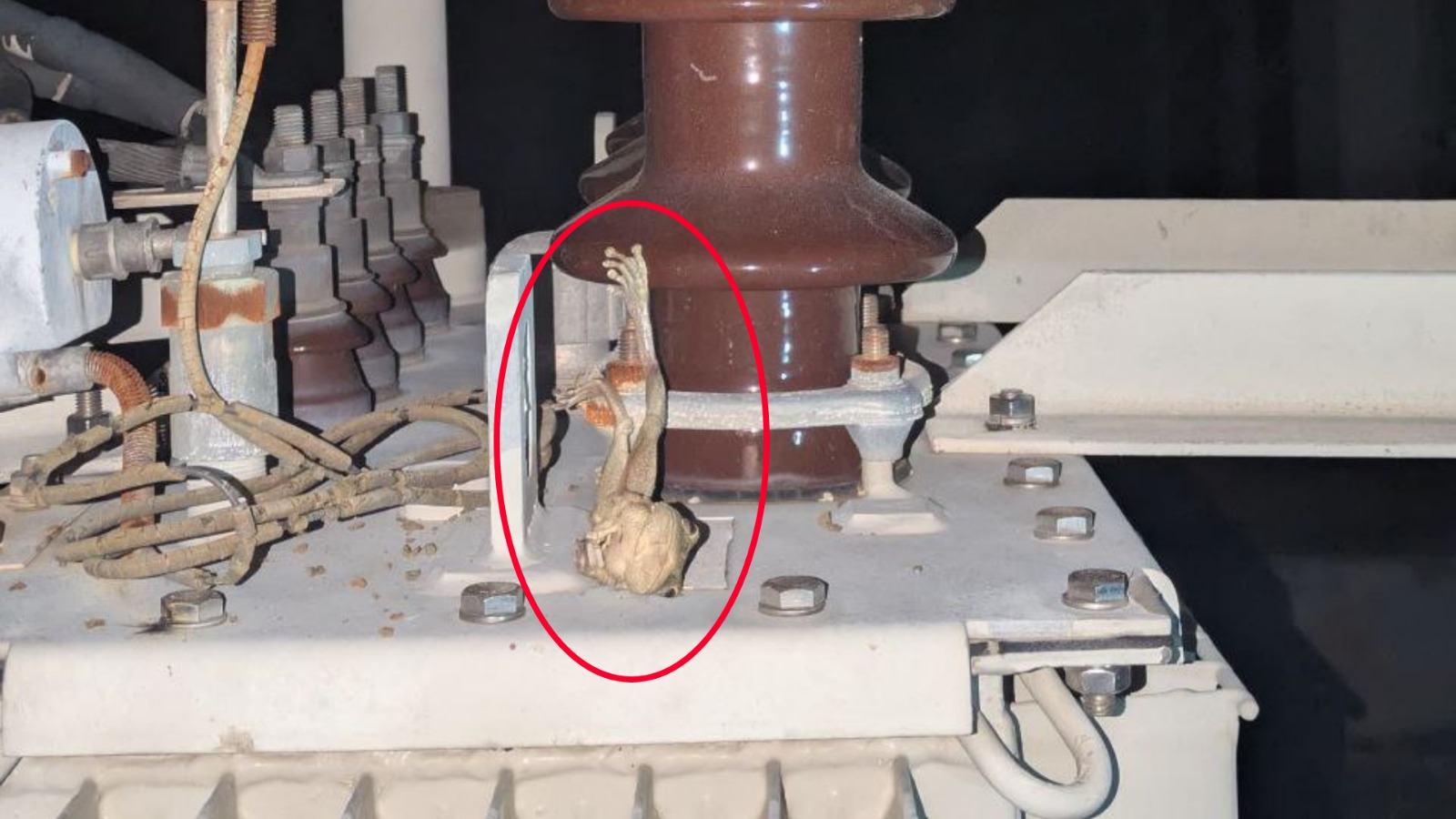 Empresa Eléctrica de Sancti Spíritus culpa a una rana por generar un gran apagón