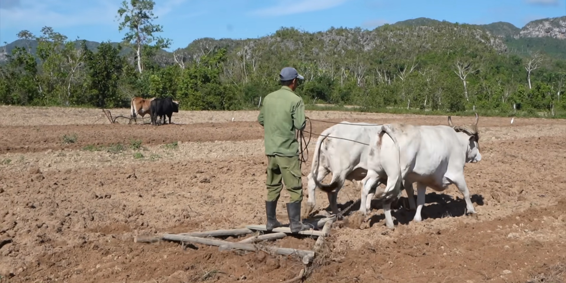 Gobierno cubano planea revivir un fallido proyecto de Fidel Castro para enfrentar la crisis alimentaria