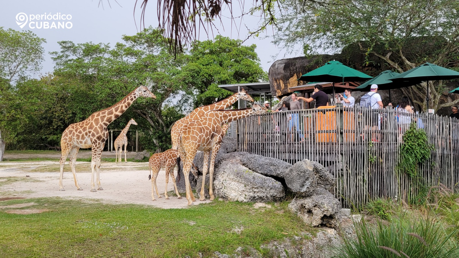 Zoológico de Miami cerrado por amenaza de bomba