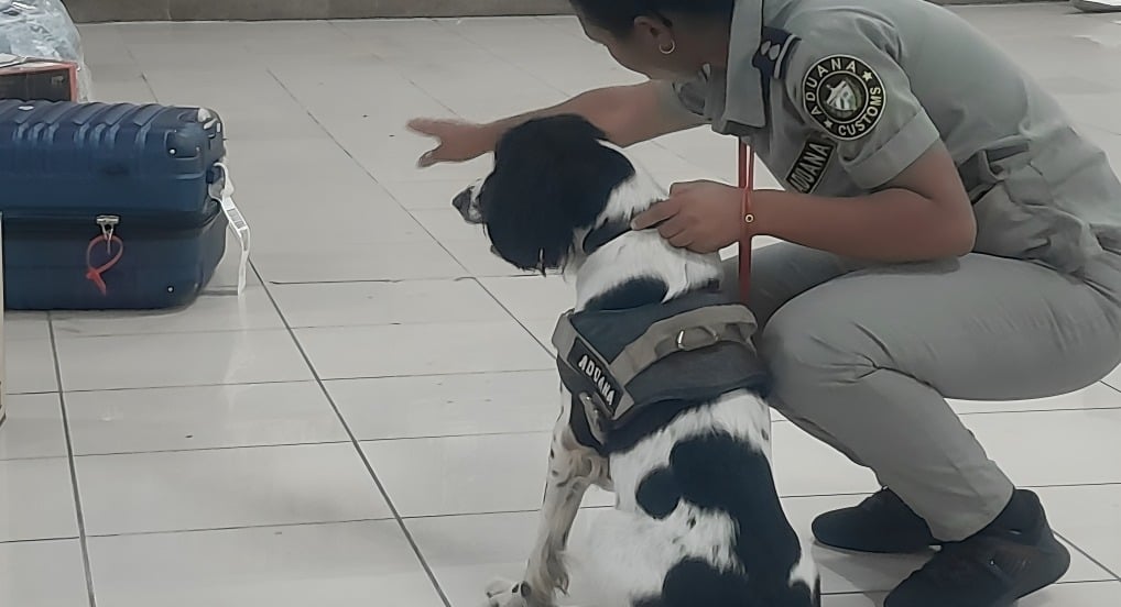 Aduana de Cuba decomisa metanfetamina oculta en alimentos importados