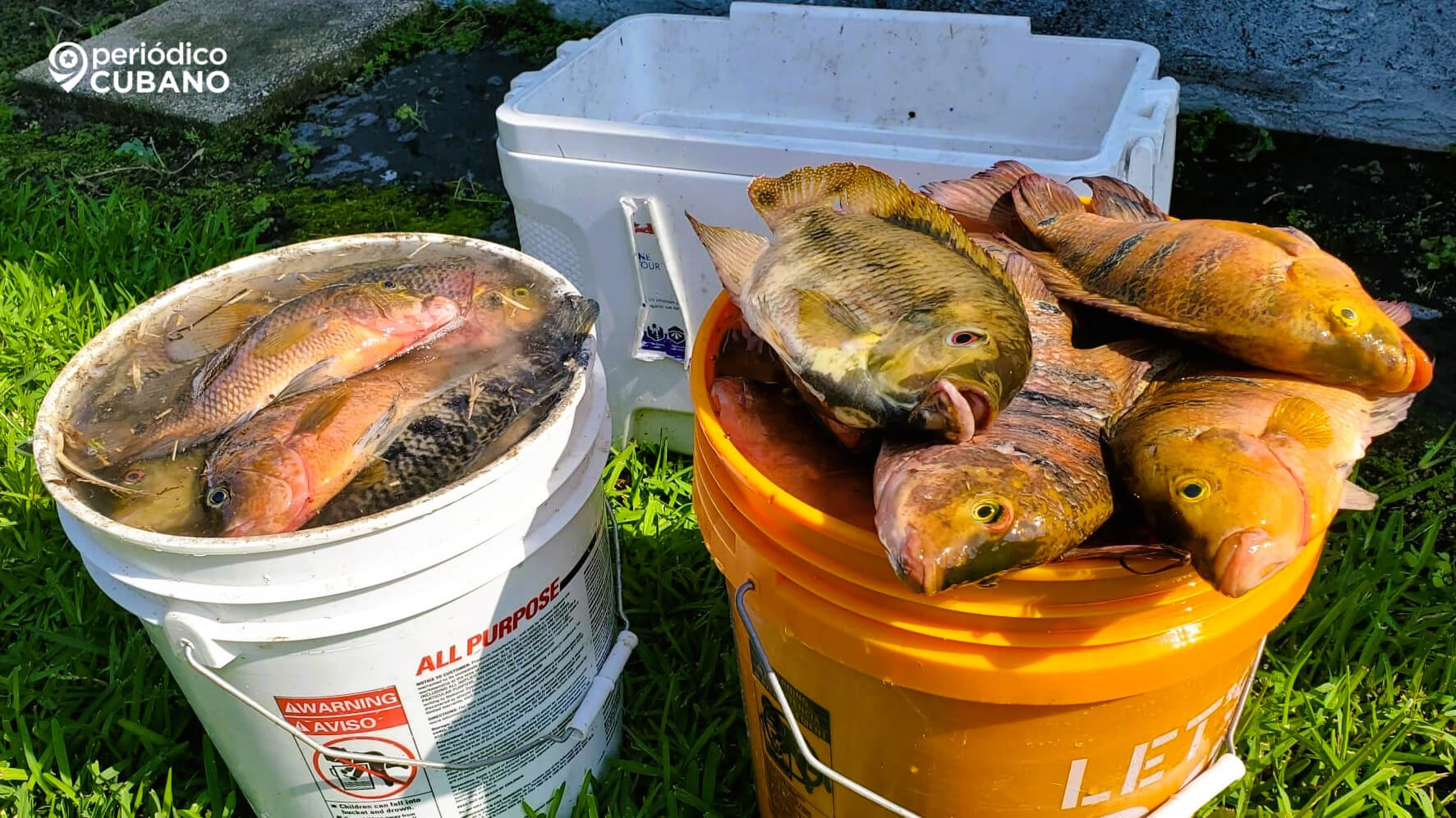 Cubadebate enseña a cocinar lo que no hay: pastel de pescado y otros