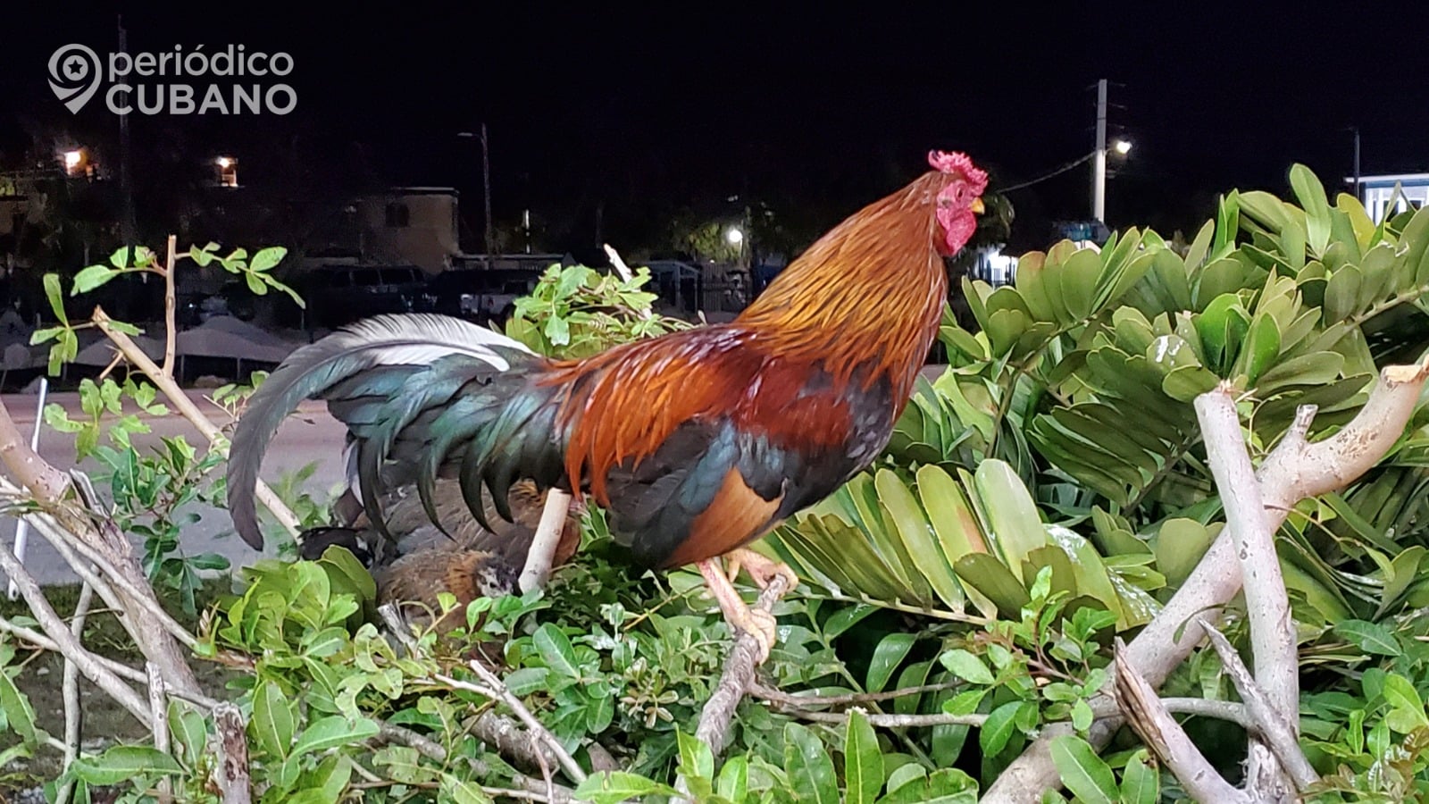 Descubren 500 gallos de pelea enjaulados en Miami-Dade: la policía arresta a dos responsables