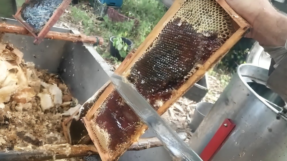 Empresa estatal les debe miles de dólares a productores de miel en Matanzas