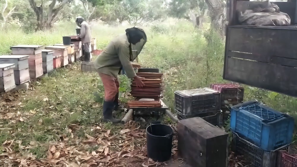 Empresa estatal les debe miles de dólares a productores de miel en Matanzas