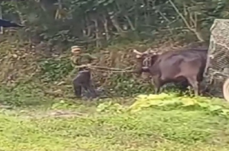 Aunque la calidad del video es pobre, el movimiento del joven deja entrever que se iba riendo del animal. (Captura de pantalla © Joankelin Sánchez-Twitter)