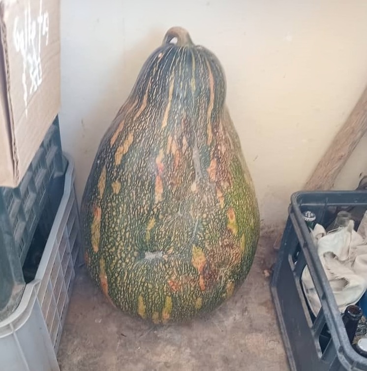 ¡Una calabaza en 3.780 CUP!: así se queja un periodista oficialista de los precios en Cuba