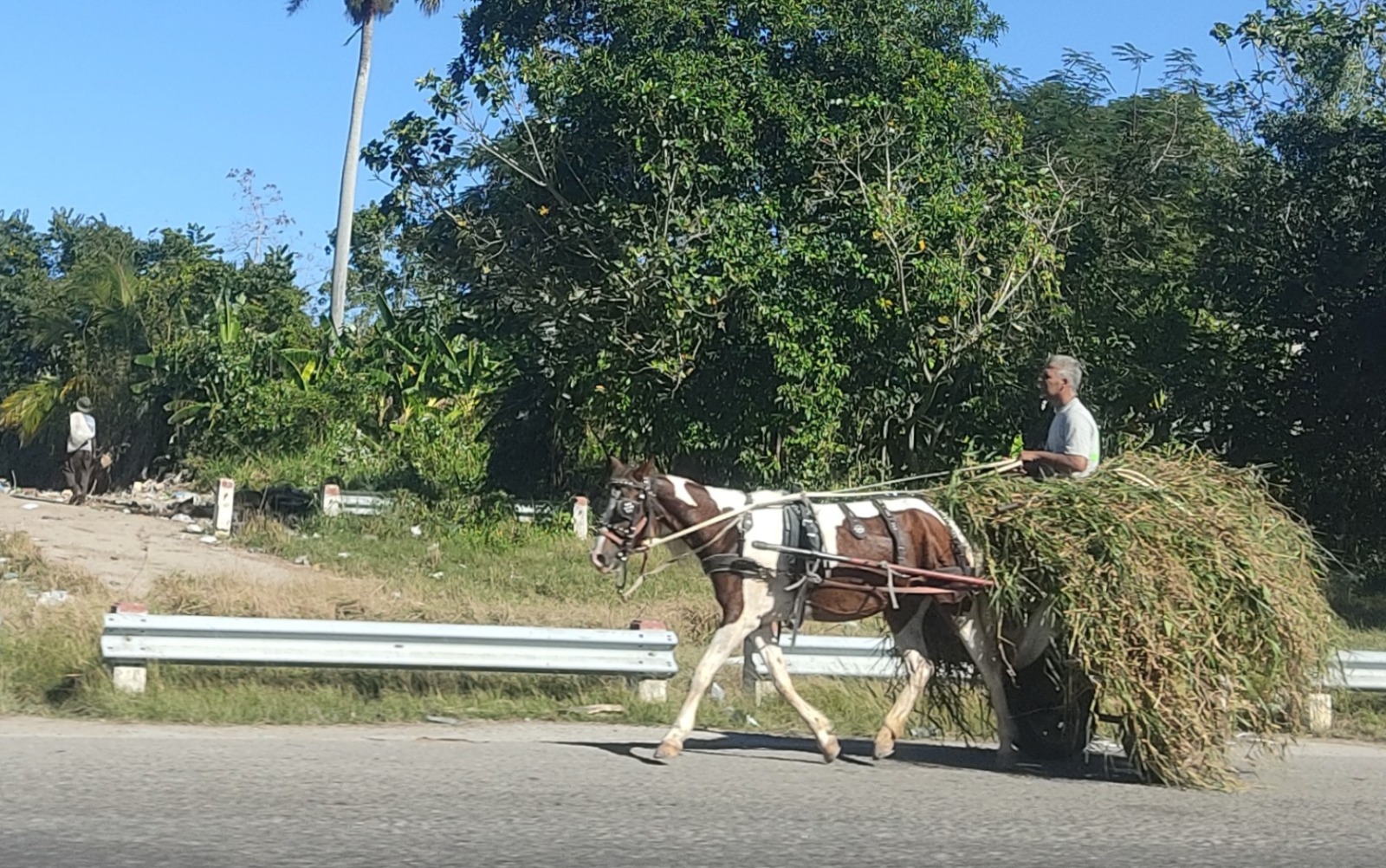 Una “mafia” en Cuba roba caballos para vender su carne en el mercado negro