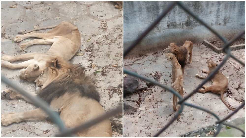 Zoo de Camagüey niega falta de alimentos: la leona está muy delgada por un asunto biológico