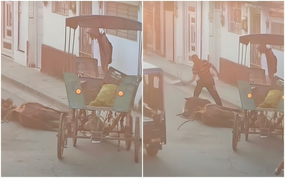 Video indignante: le dan fuertes latigazos a un caballo caído en plena calle de Holguín