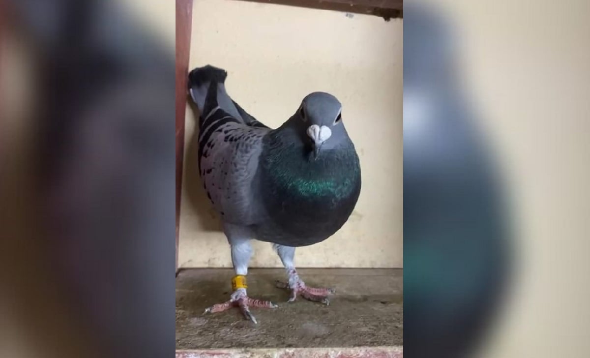 El dueño del animal indicó que la paloma posee un gran valor sentimental, por lo que estaba dispuesto a pagar tanto dinero. (Foto © Yunior Tamayo Barrios-Facebook)