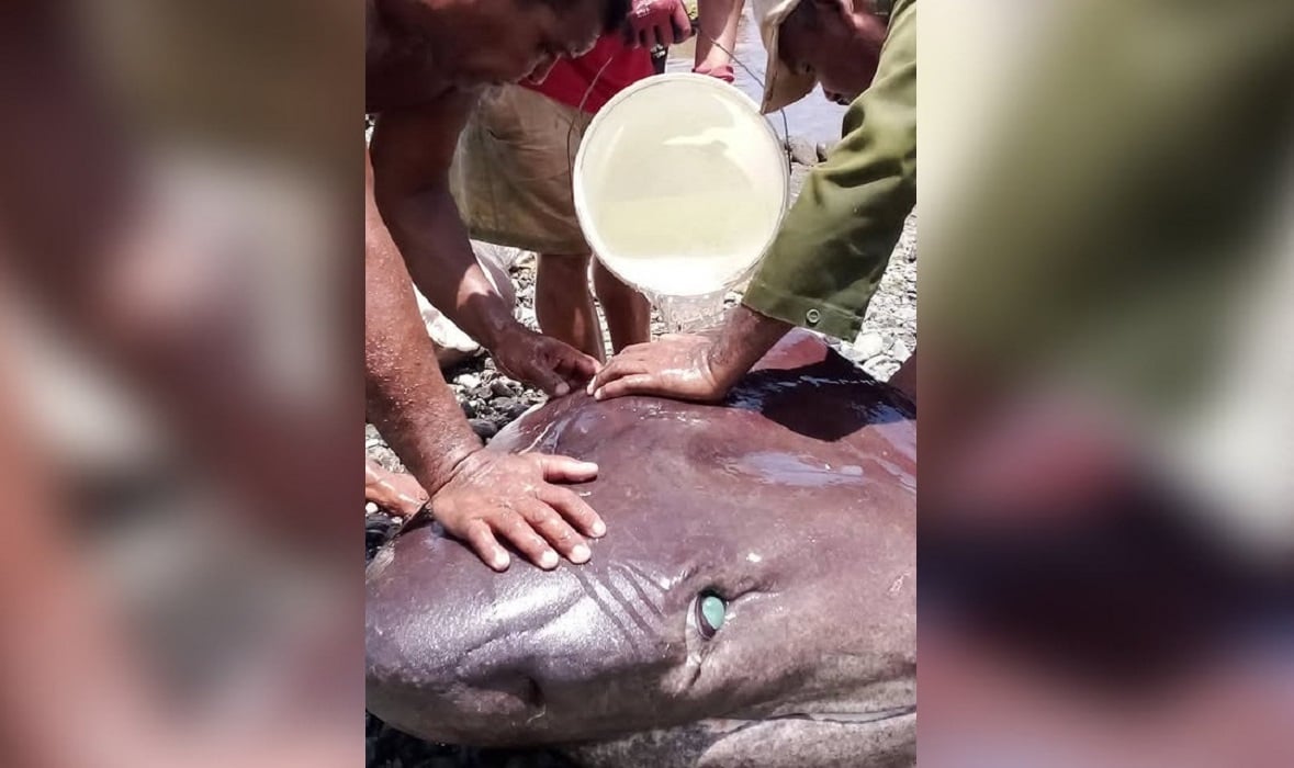 Los residentes de la zona se acercaron para recibir un poco de carne. (Foto © rickee_estrada-Instagram)