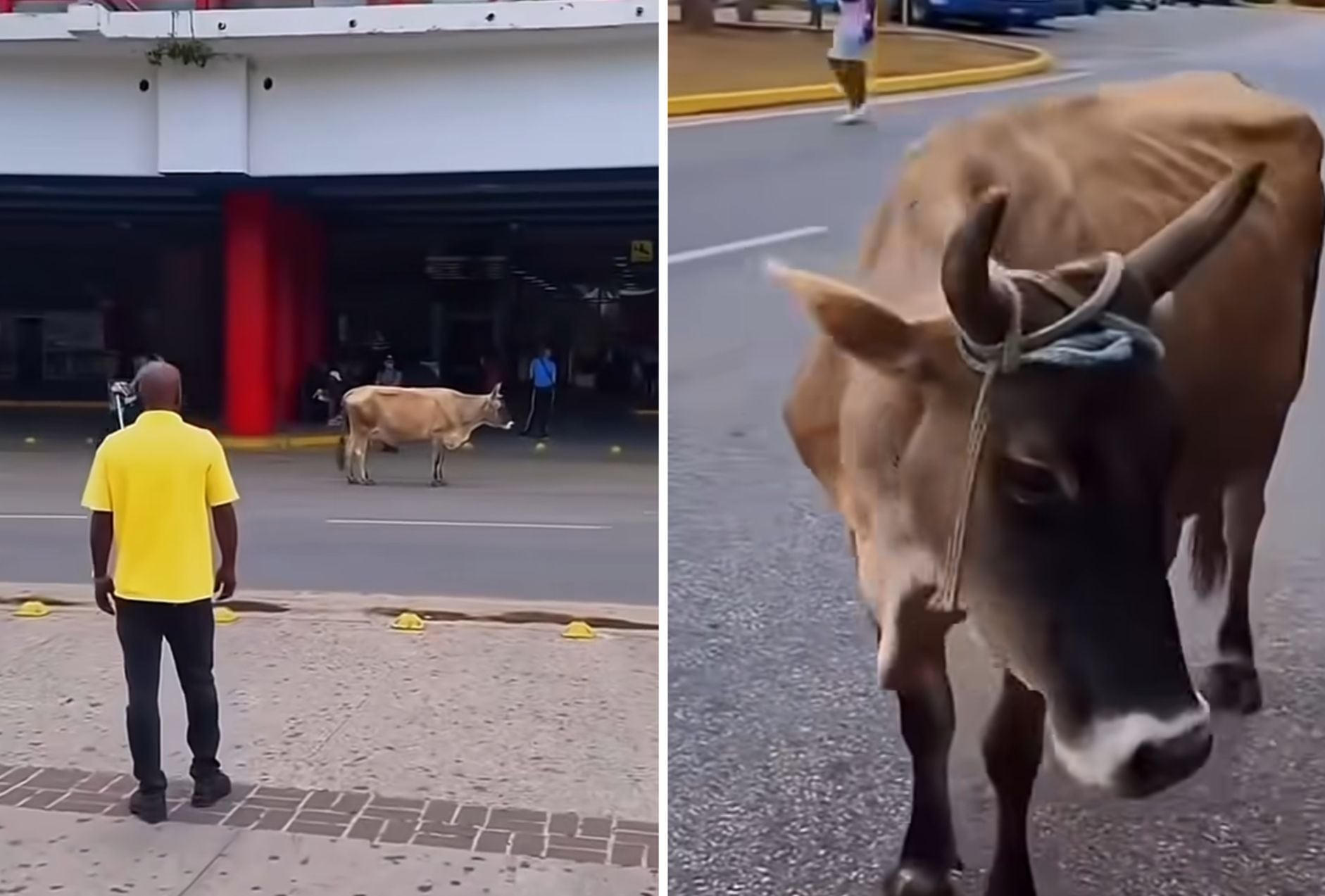 Una vaca se cuela en la Terminal 3 del Aeropuerto Internacional José Martí de La Habana