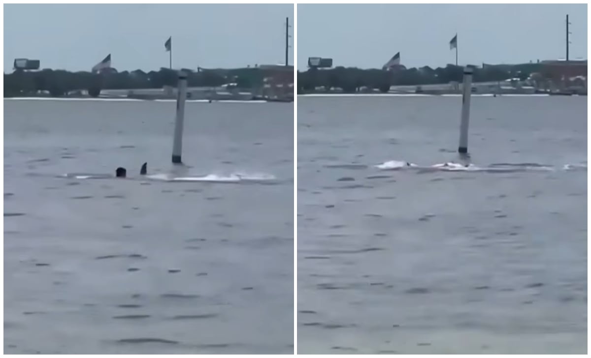 Tiburón ataca a empleado en base naval de Florida 