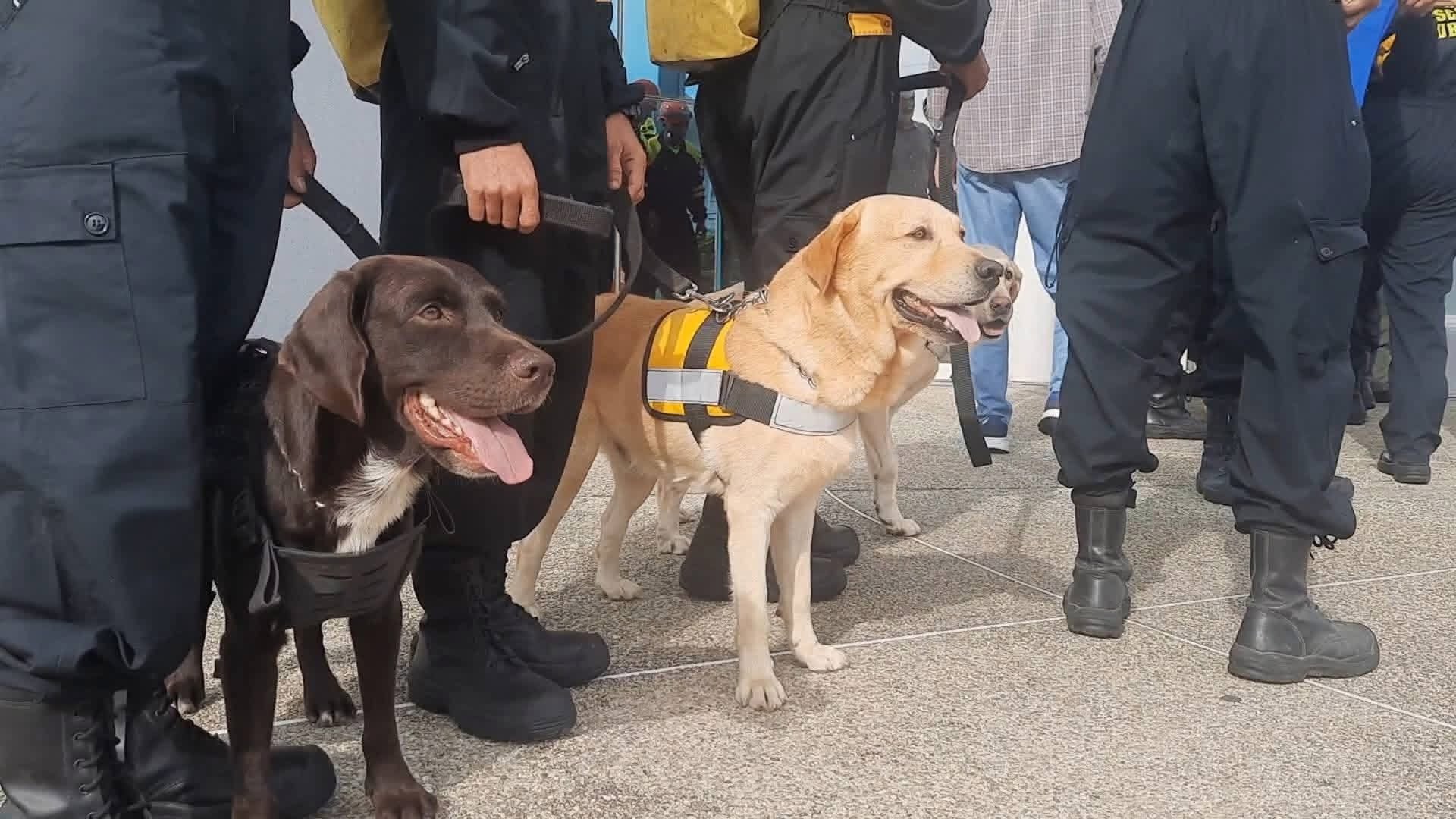 Perros rescatistas de la brigada cubana en Venezuela 
