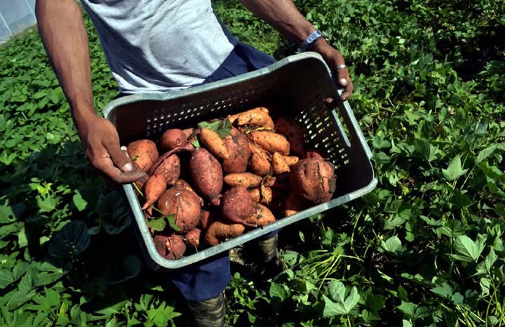 Cuba anuncia nuevos clones de boniato, pero la población pregunta dónde está la comida
