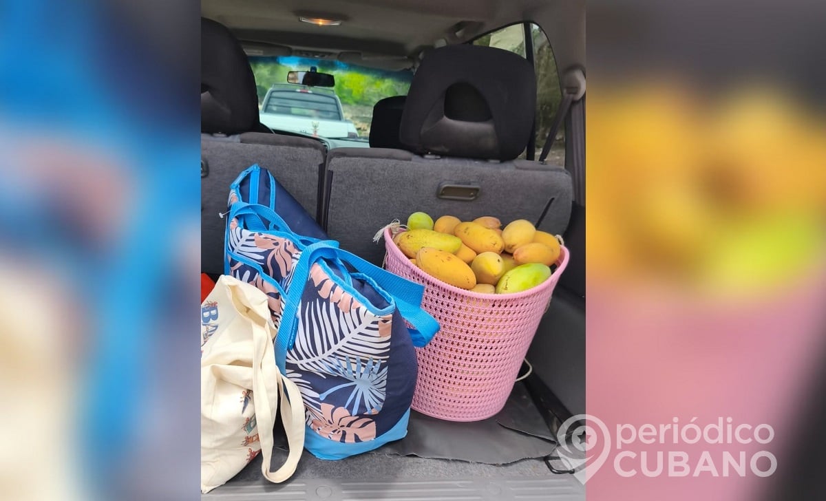 Imagen ilustrativa de unos mangos recogidos.
