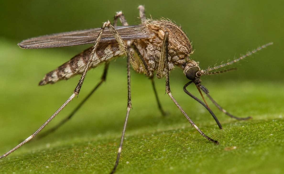 Imagen ilustrativa de un mosquito.
