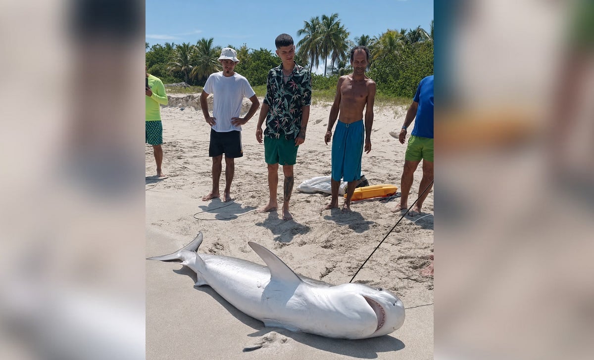 Imagen del tiburón capturado en aguas de Varadero.