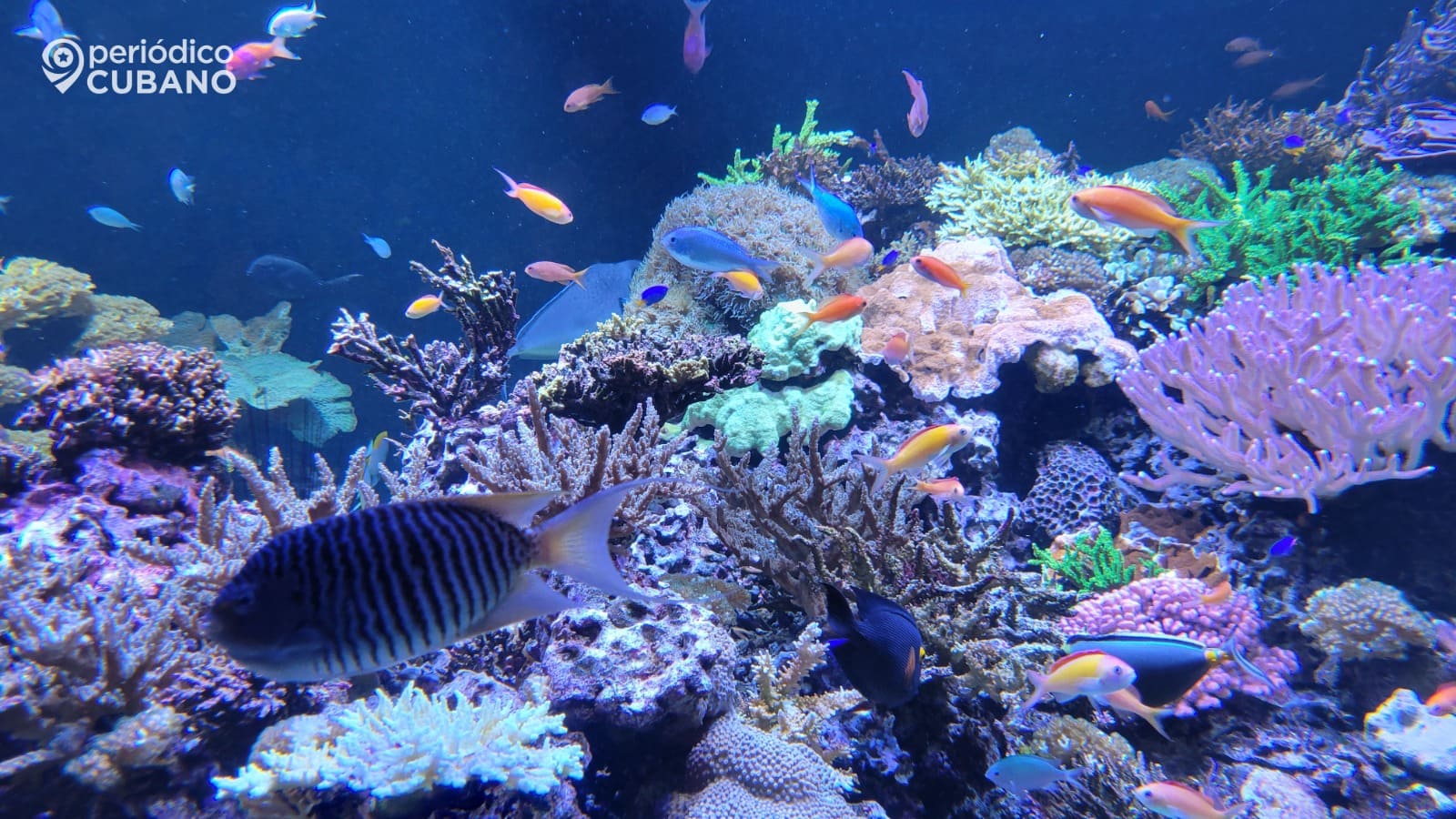 Acuario Nacional peces