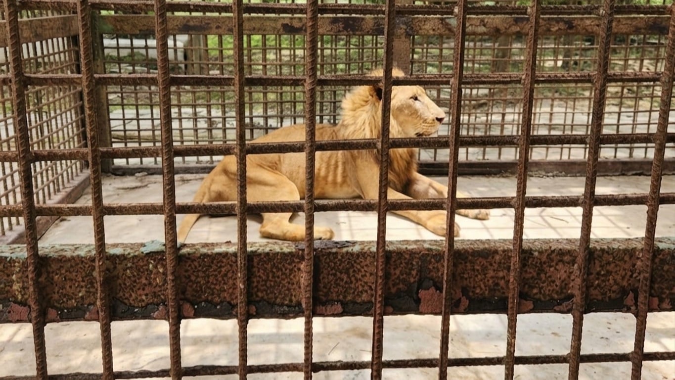 León en el zoológico de Las Tunas