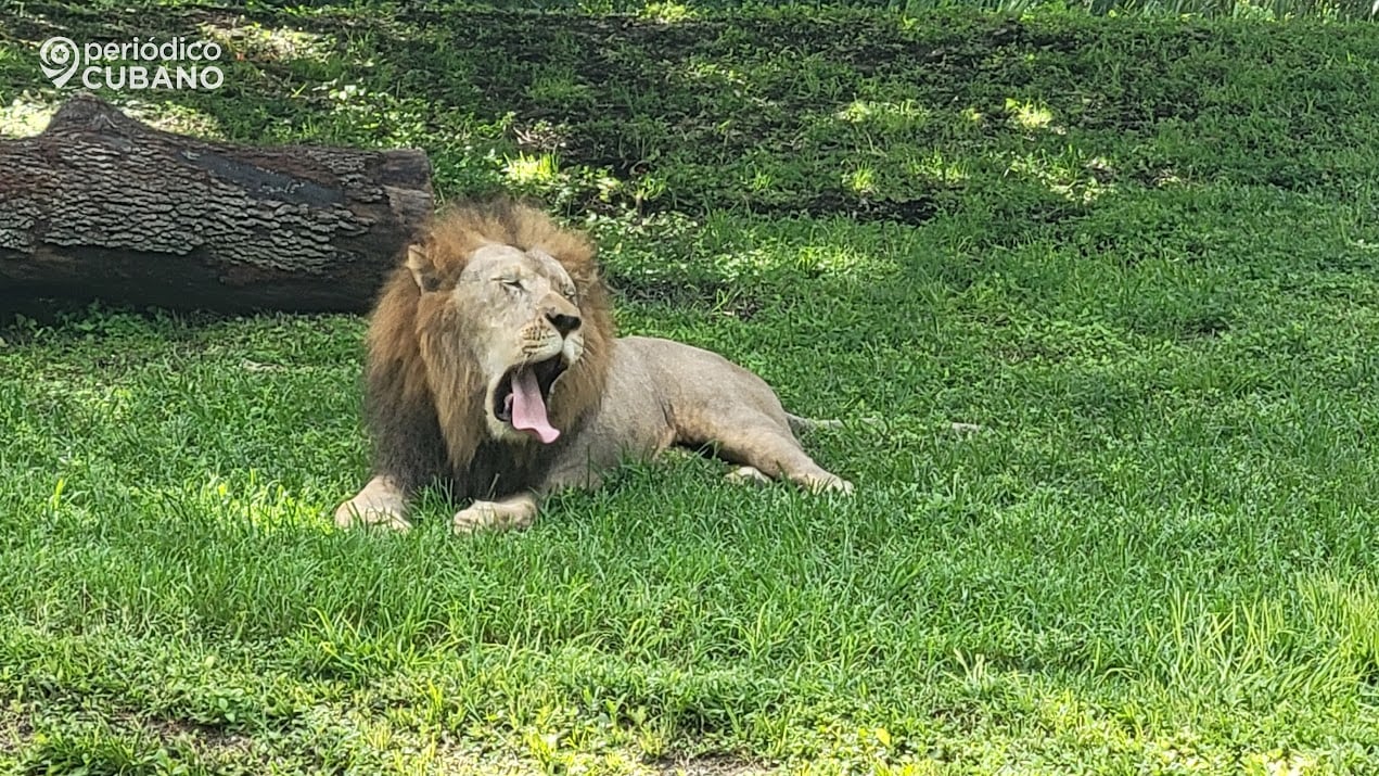 Ejemplar de León macho en el Zoológico de Miami.