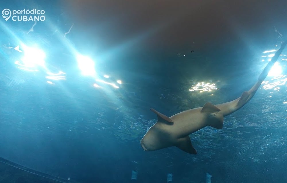 Imagen ilustrativa de un tiburón bajo el agua.