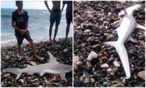 Tiburón de nuevo en playa Siboney