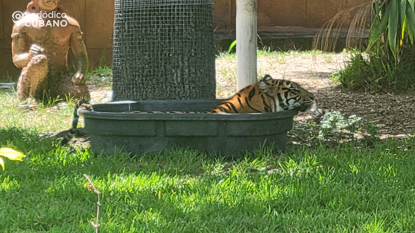 Tigre con Calor en Miami