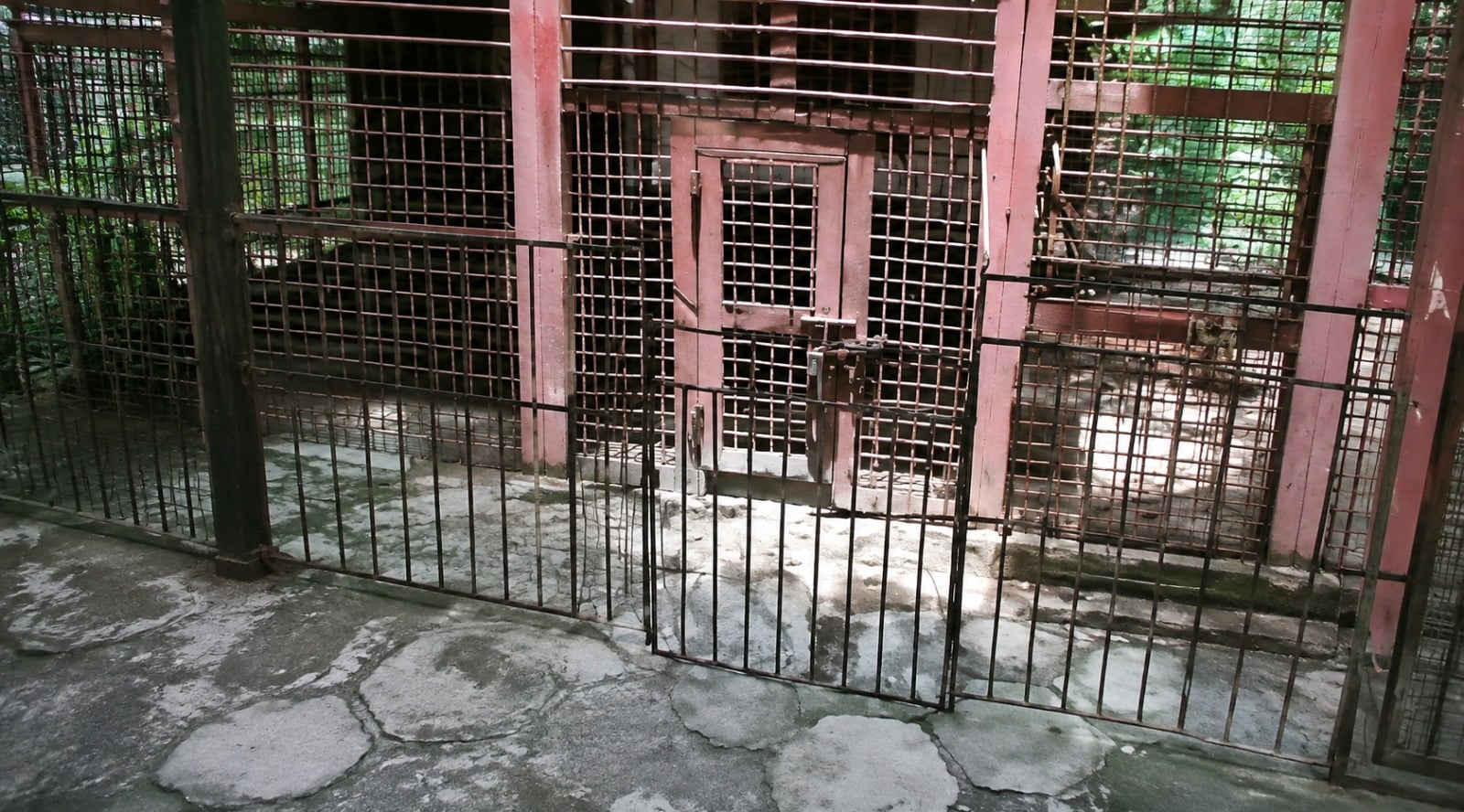 León mata a otro en zoológico de Las Tunas tras casi dos semanas sin recibir carne