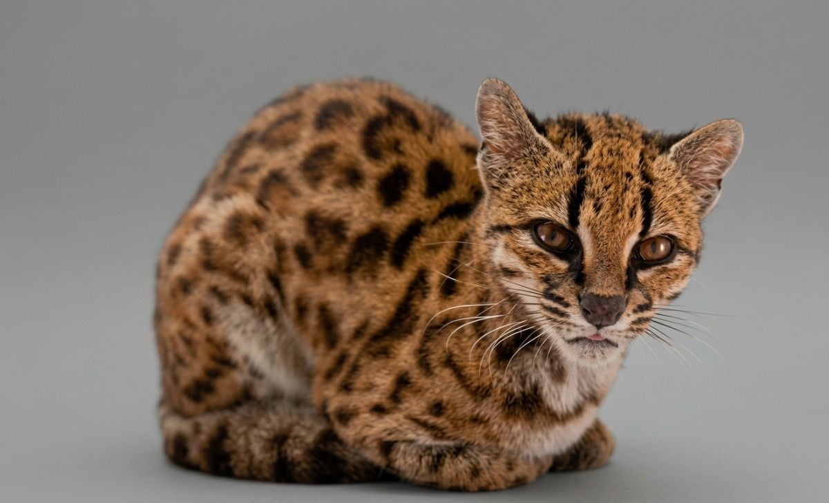 Descubren nueva especie de gato