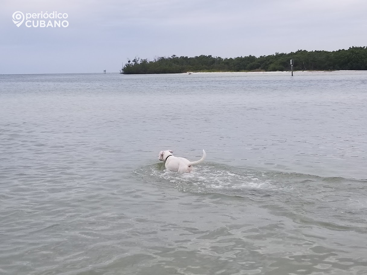 Perro en el mar de Naples, Florida