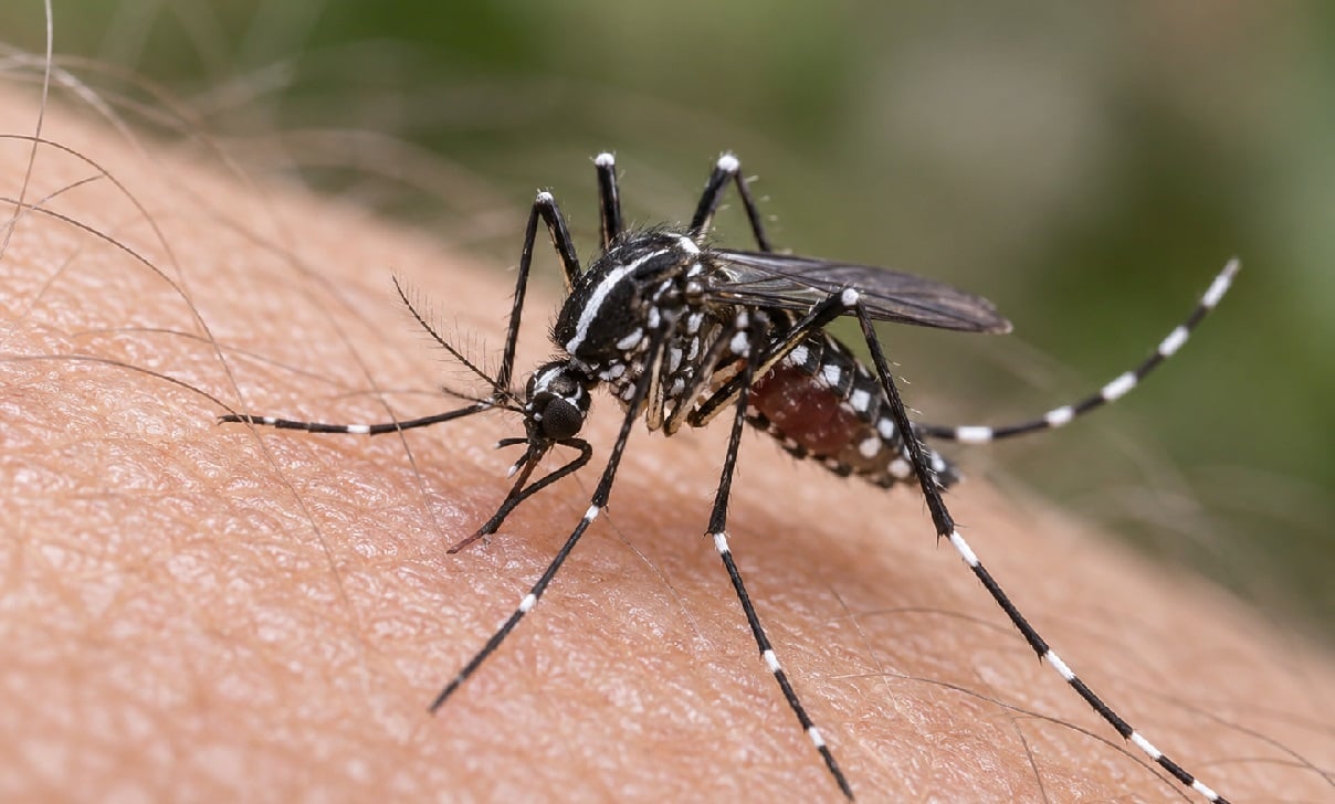 Imagen ilustrativa del Aedes albopictus.